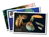 Shell Posters, set of 12