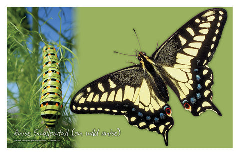 //store.youngdisciple.org/cdn/shop/products/nature_posters12_grande.jpg?v=1571438517