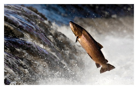 //store.youngdisciple.org/cdn/shop/products/nature_posters13_grande.jpg?v=1571438517