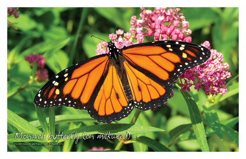 //store.youngdisciple.org/cdn/shop/products/nature_posters2_grande.jpg?v=1571438517