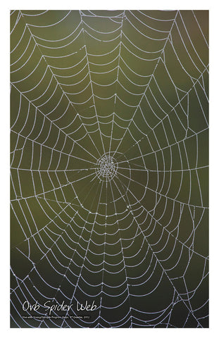 //store.youngdisciple.org/cdn/shop/products/nature_posters3_grande.jpg?v=1571438517