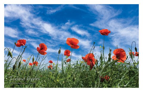 //store.youngdisciple.org/cdn/shop/products/nature_posters5_grande.jpg?v=1571438517