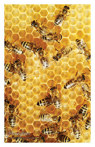 //store.youngdisciple.org/cdn/shop/products/nature_posters6_grande.jpg?v=1571438517