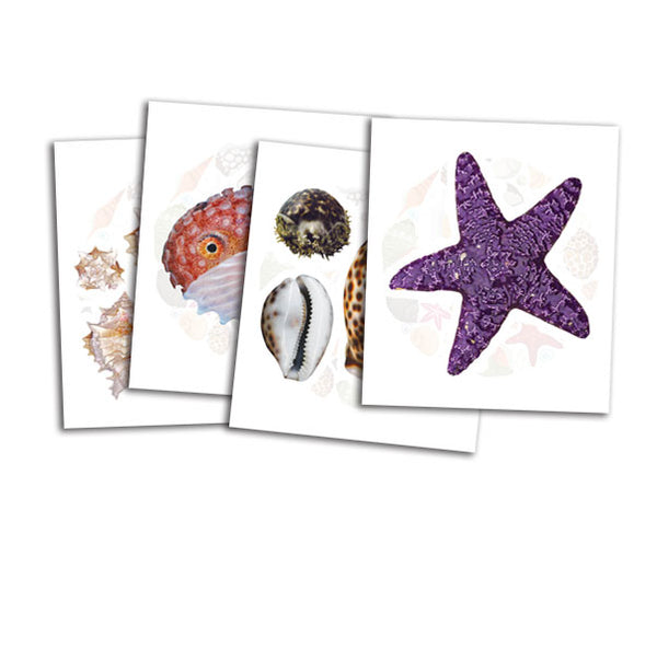 Shell ID cards | Young Disciple Store