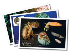 Shell Posters, set of 12
