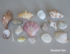 Seashell Set for Teachers
