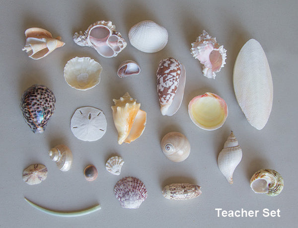 Seashell Set | Young Disciple Store