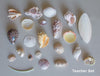 Seashell Set